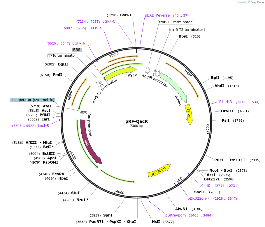 49369-plasmid-map-sequence-id-73336