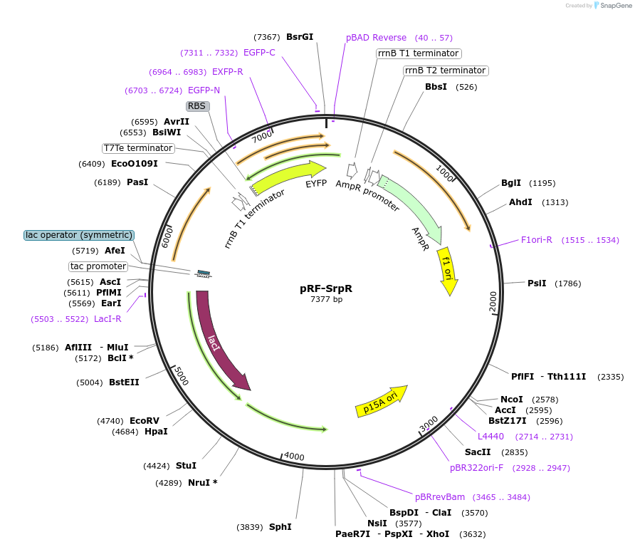 49372-plasmid-map-sequence-id-73345