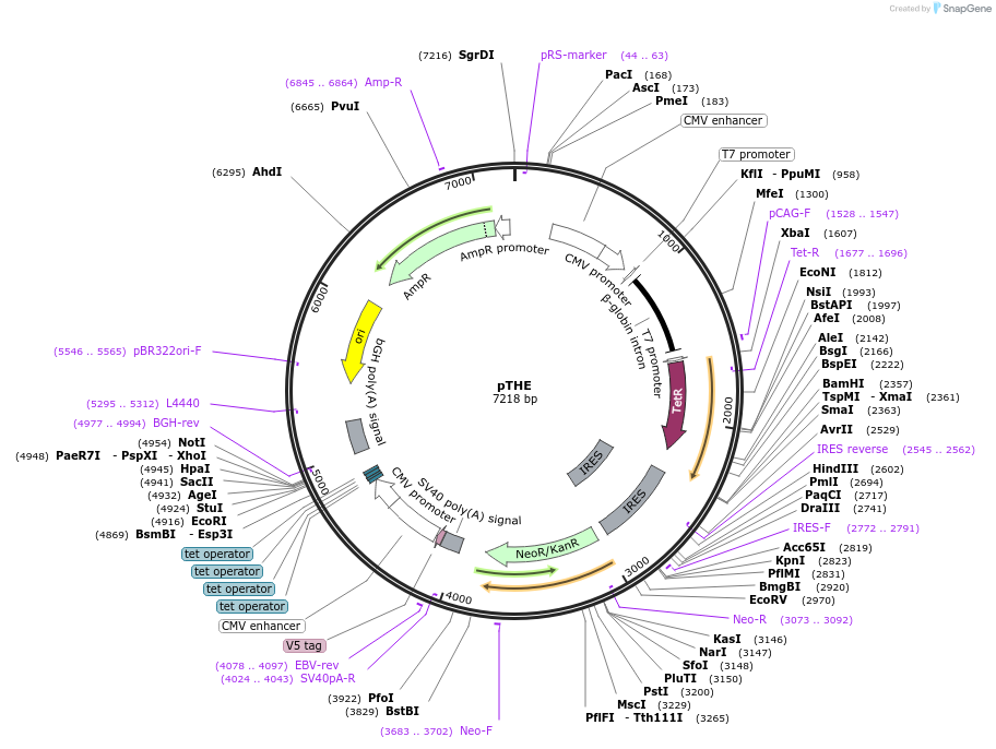 12512-plasmid-map-sequence-id-7335