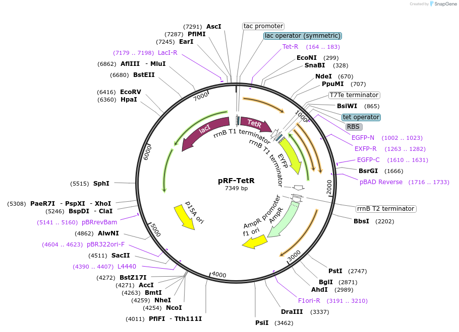 49374-plasmid-map-sequence-id-73351