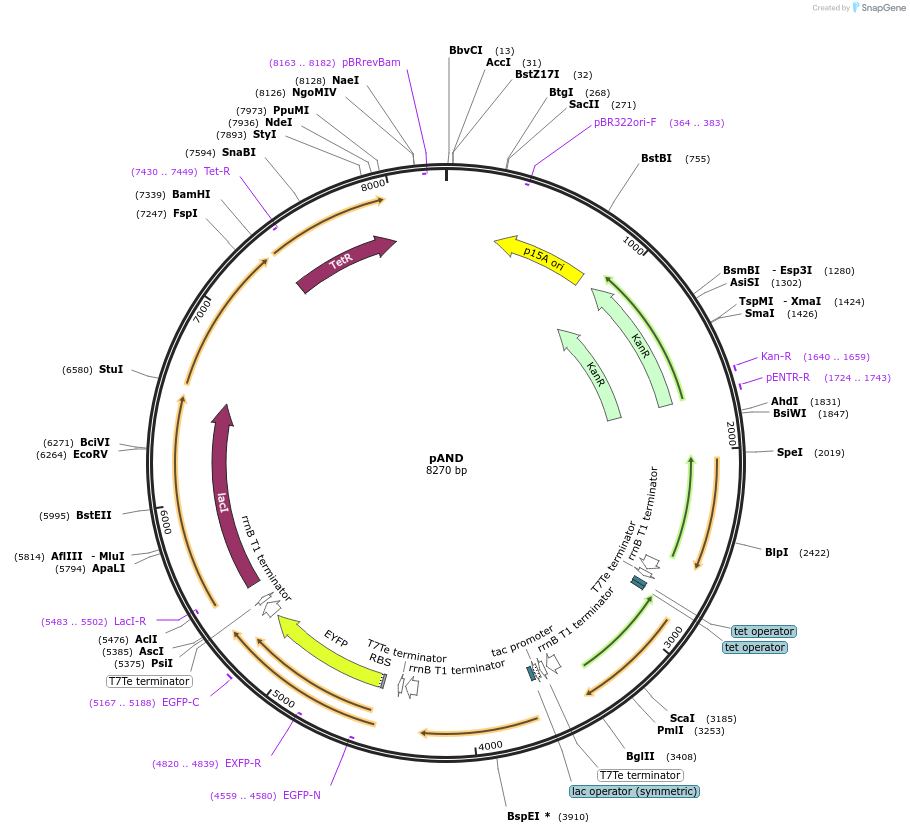 49377-plasmid-map-sequence-id-73358