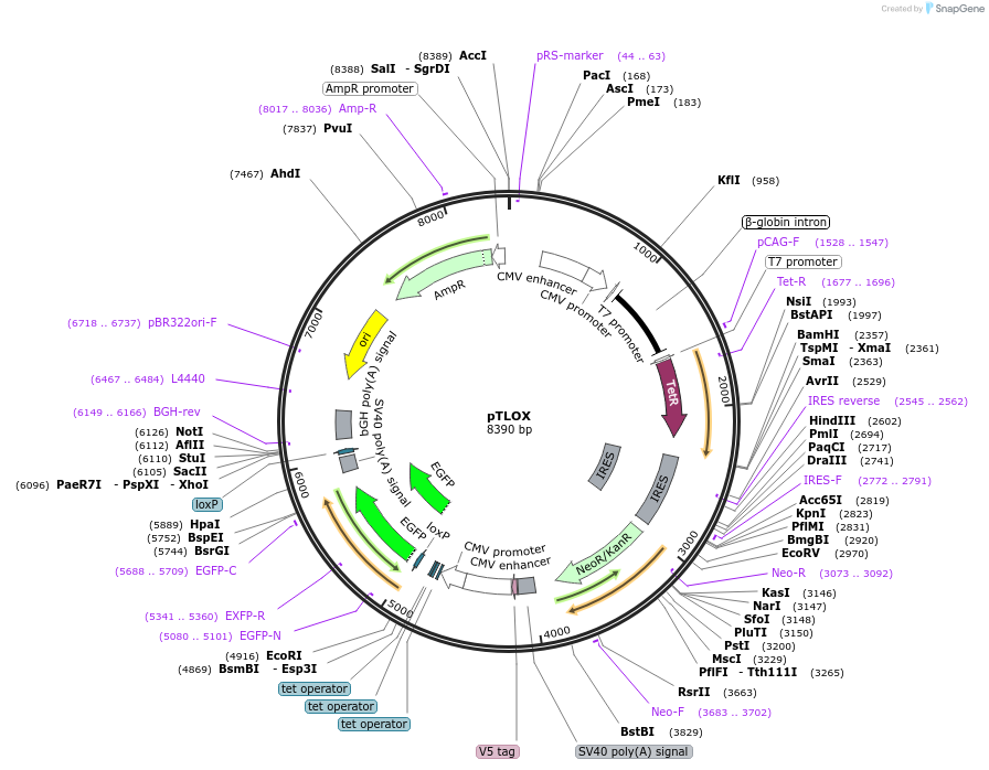 12513-plasmid-map-sequence-id-7336