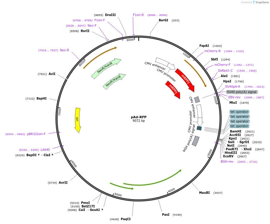 12520-plasmid-map-sequence-id-7339