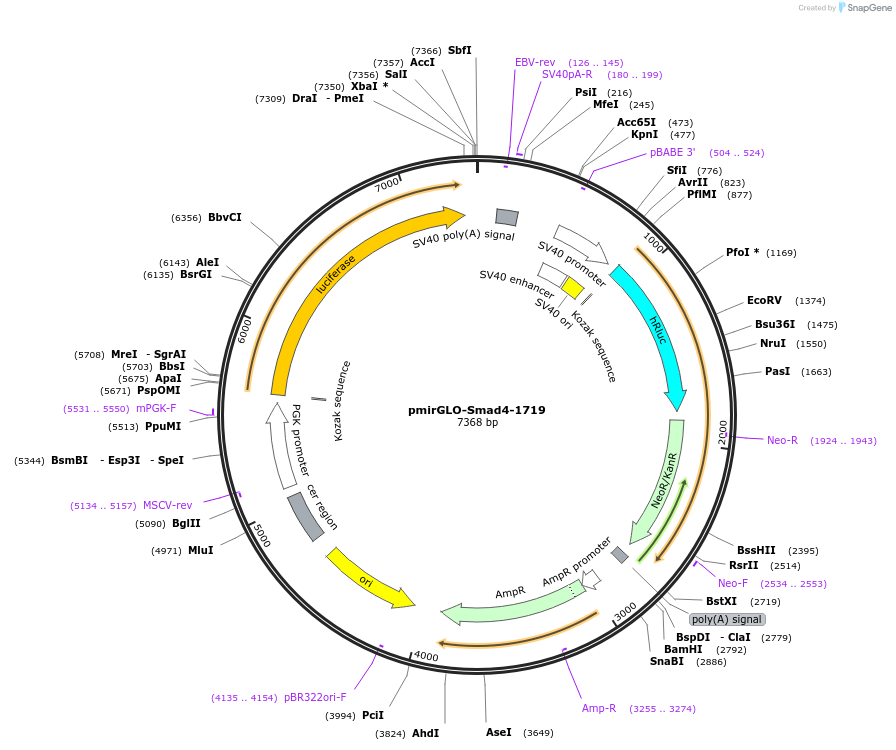 49383-plasmid-map-sequence-id-73406
