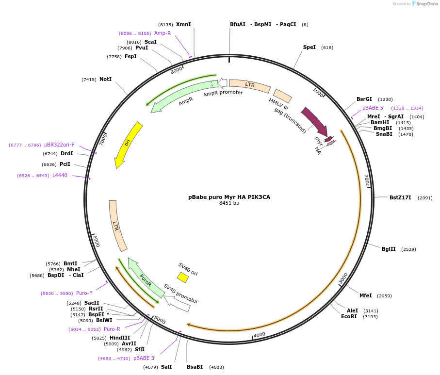 12523-plasmid-map-sequence-id-7341
