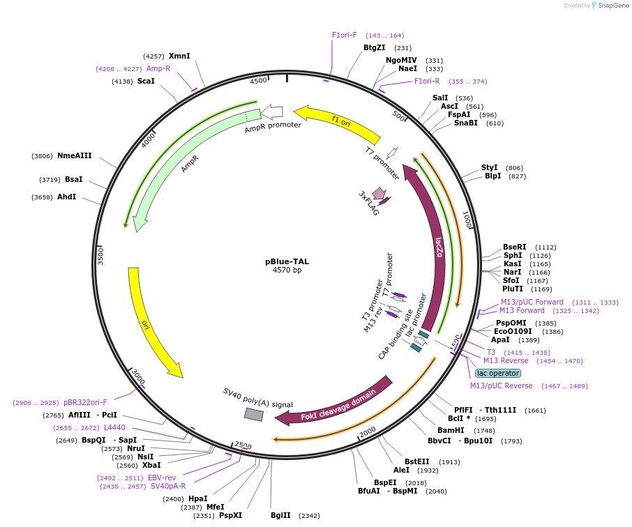49401-plasmid-map-sequence-id-73425