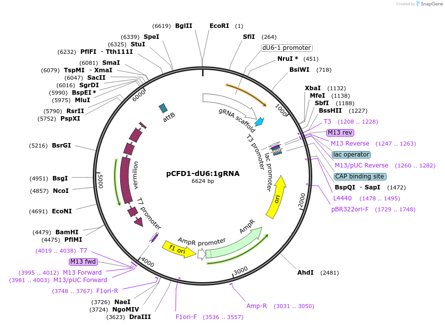 49408-plasmid-map-sequence-id-73453
