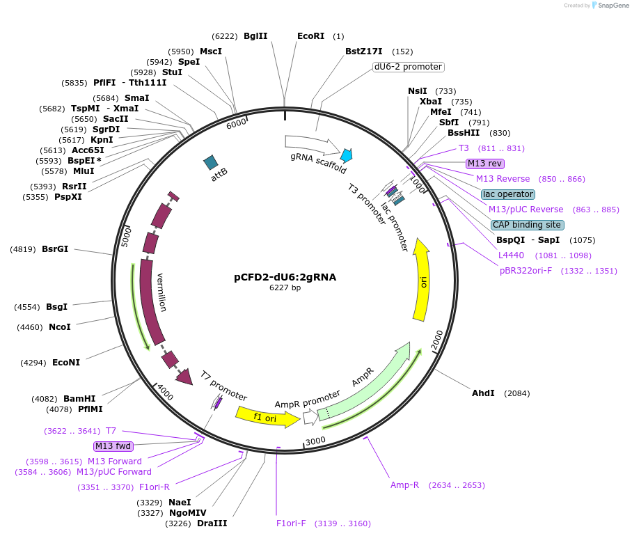 49409-plasmid-map-sequence-id-73454