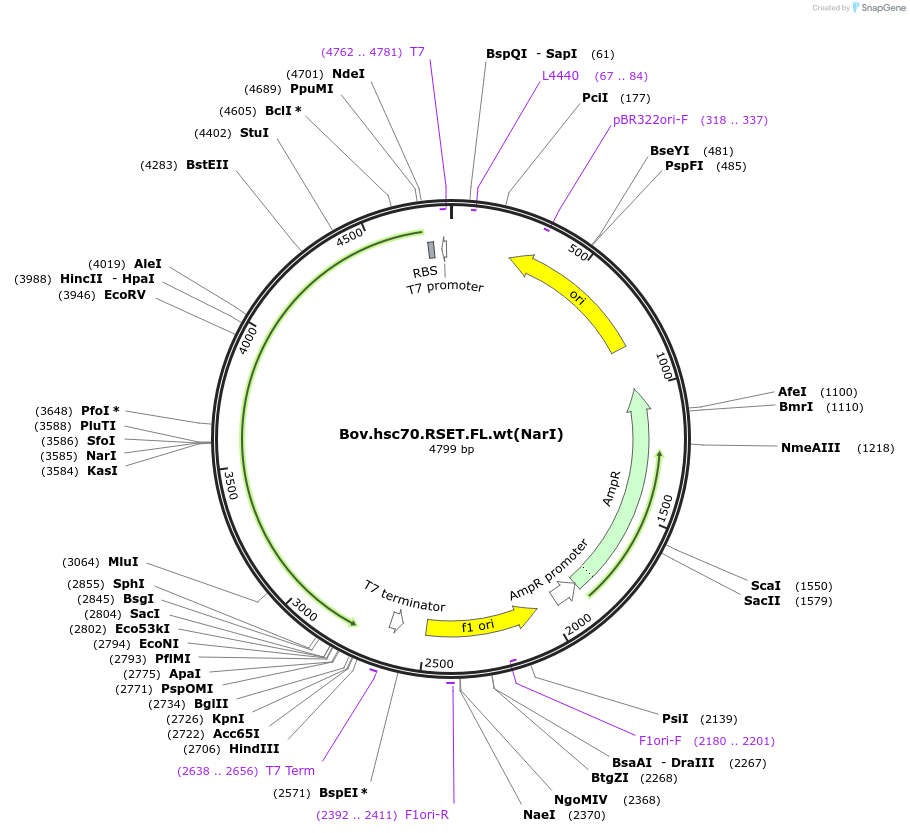 12532-plasmid-map-sequence-id-7347
