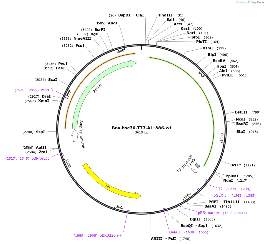 12534-plasmid-map-sequence-id-7349