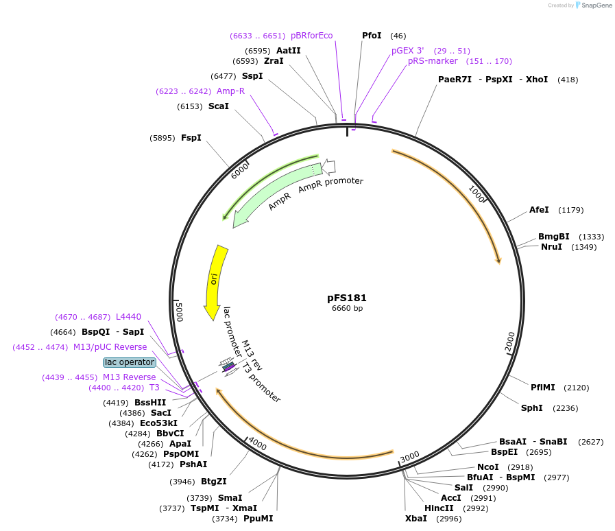 12536-plasmid-map-sequence-id-7350