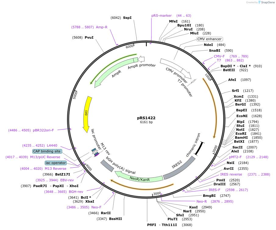 12548-plasmid-map-sequence-id-7354