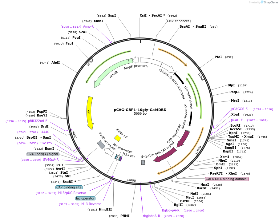 49438-plasmid-map-sequence-id-73594