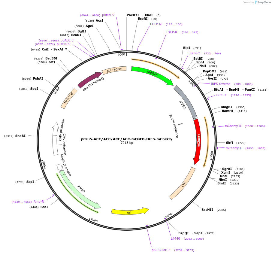 49218-plasmid-map-sequence-id-73625