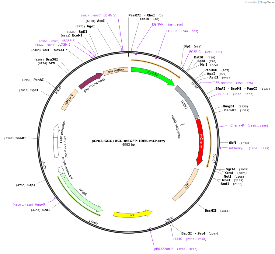 49221-plasmid-map-sequence-id-73631