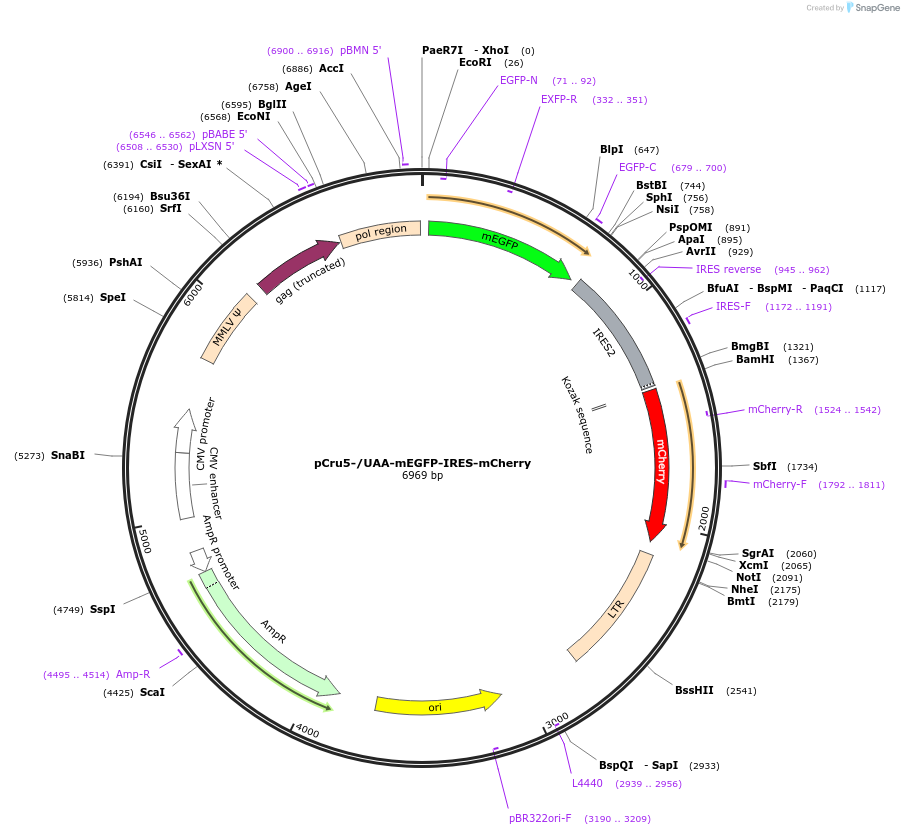 49225-plasmid-map-sequence-id-73639