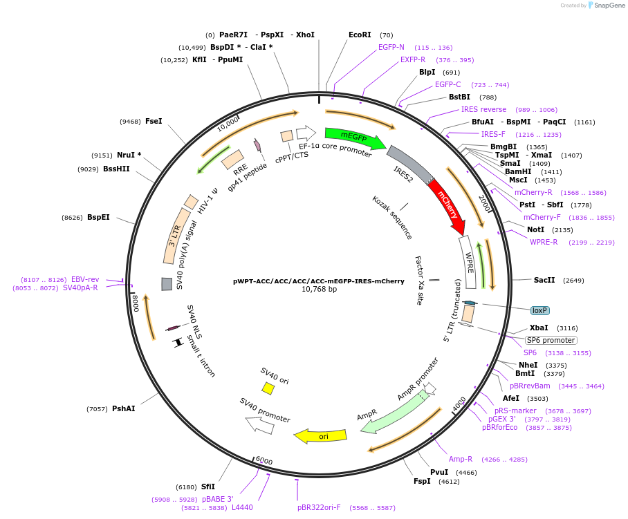 49227-plasmid-map-sequence-id-73643