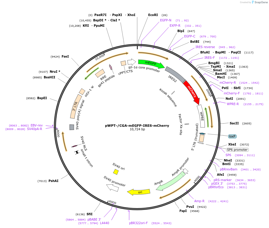 49233-plasmid-map-sequence-id-73655