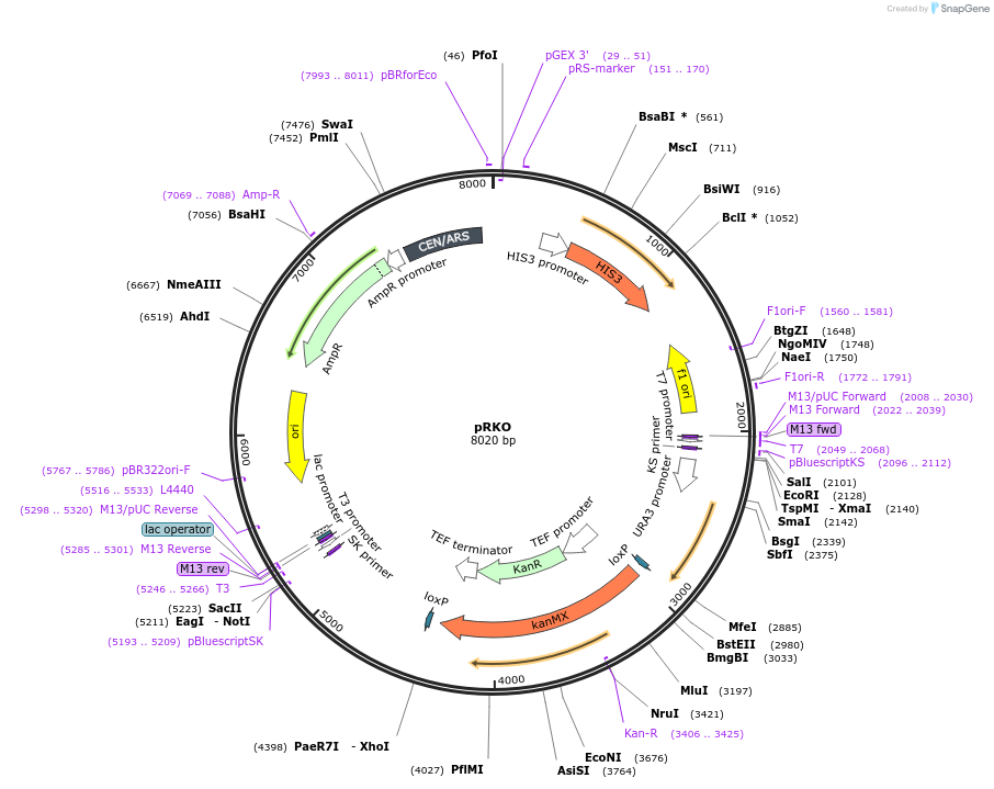 49456-plasmid-map-sequence-id-73667