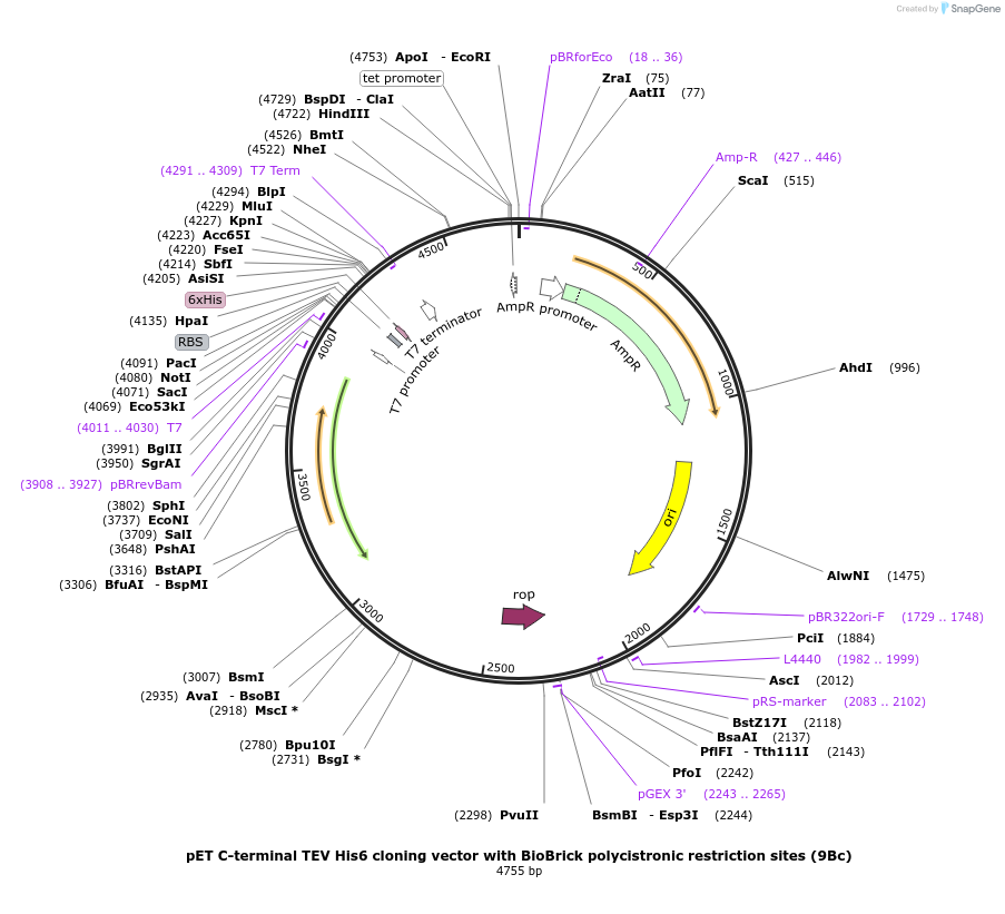 48285-plasmid-map-sequence-id-73675