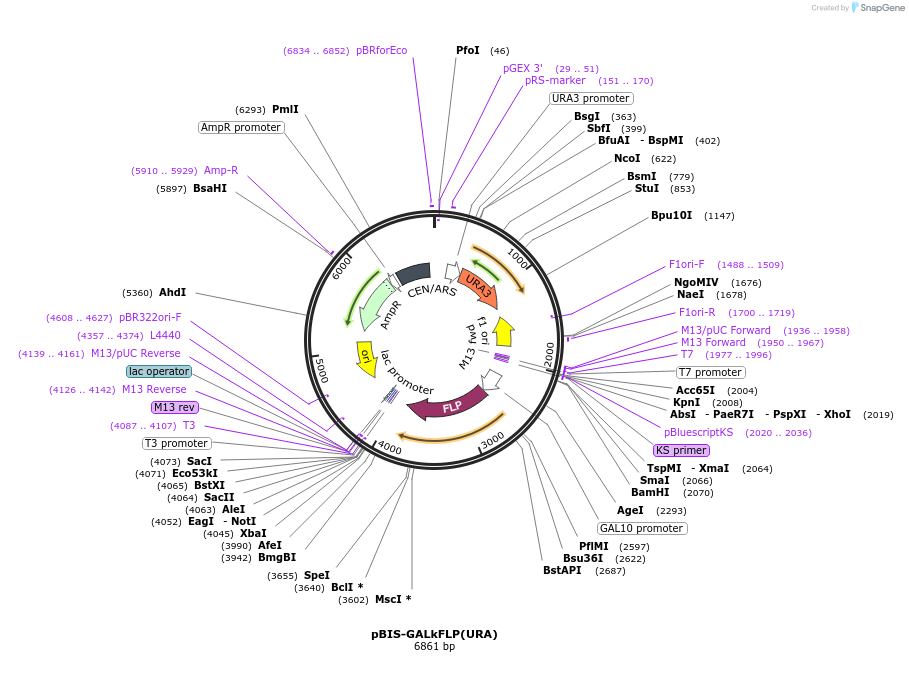 49460-plasmid-map-sequence-id-73679
