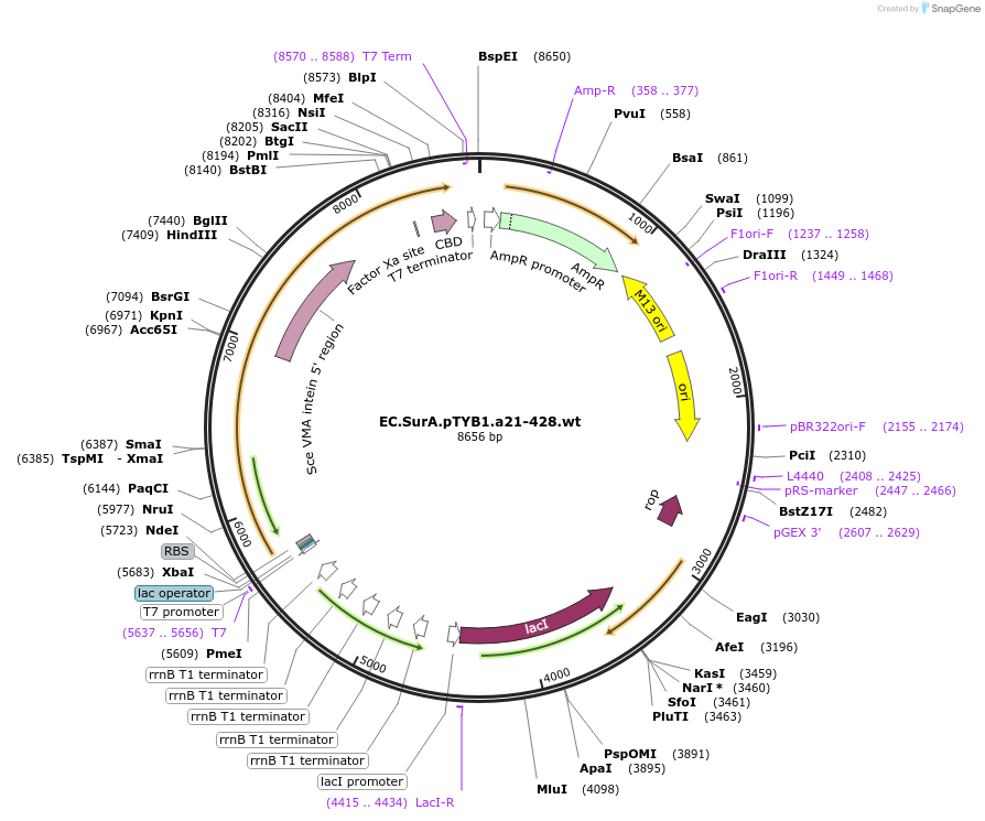 12606-plasmid-map-sequence-id-7369