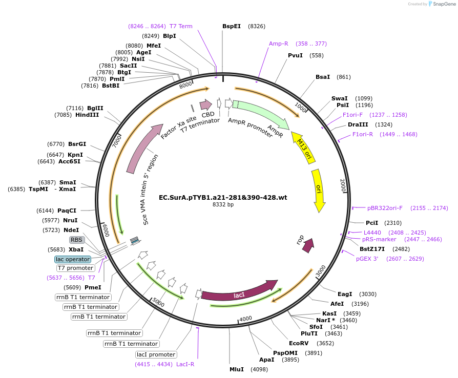 12607-plasmid-map-sequence-id-7370