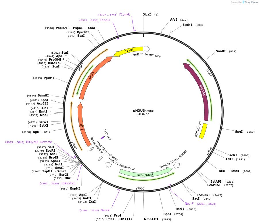 12609-plasmid-map-sequence-id-7371