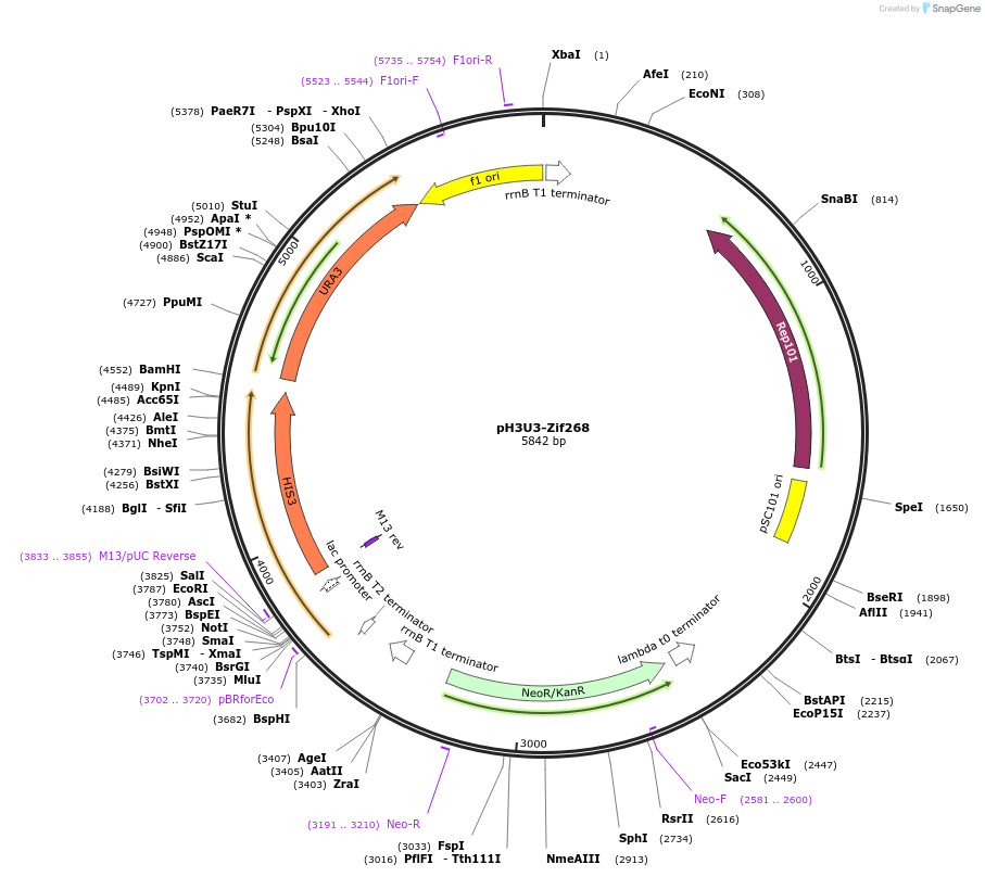 12610-plasmid-map-sequence-id-7372