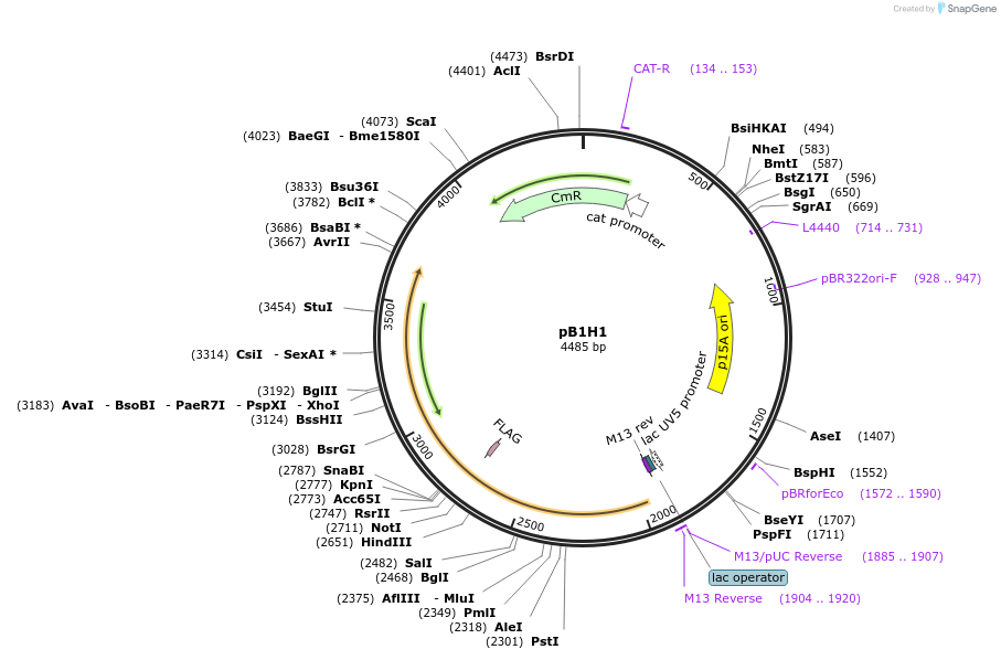 12611-plasmid-map-sequence-id-7373