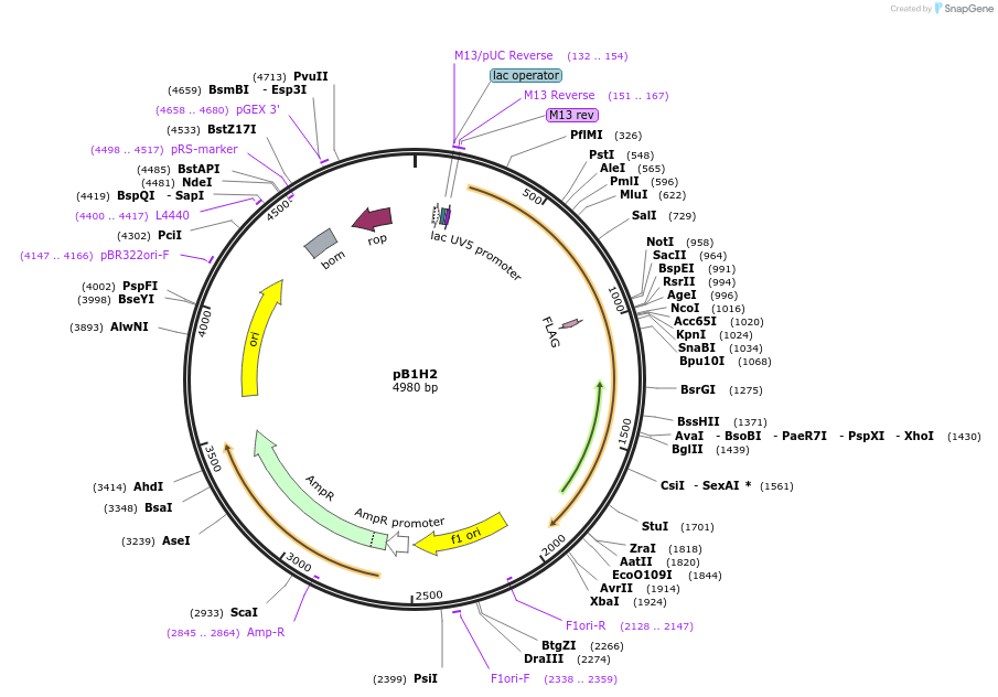 12613-plasmid-map-sequence-id-7375