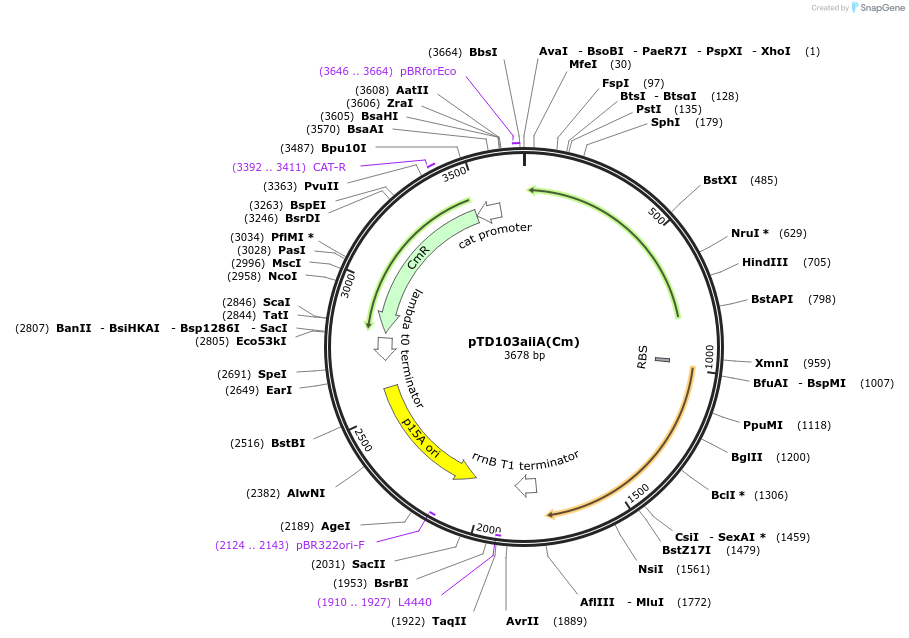 48886-plasmid-map-sequence-id-73803