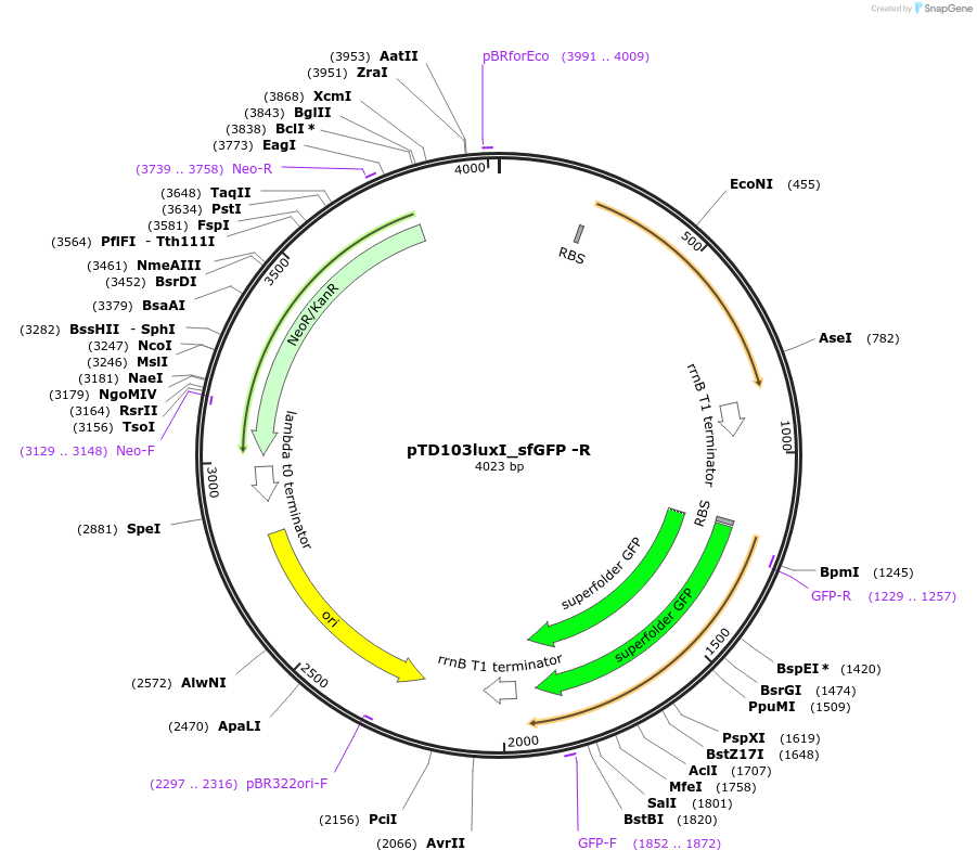 48887-plasmid-map-sequence-id-73804