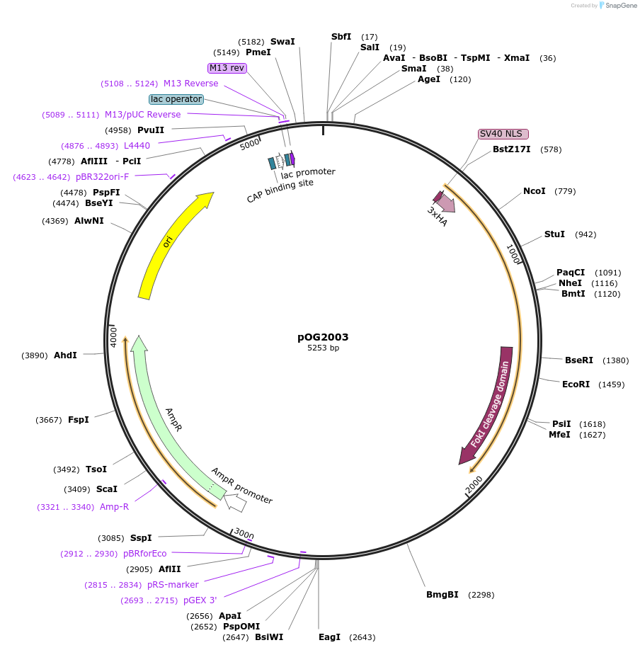 49516-plasmid-map-sequence-id-73814