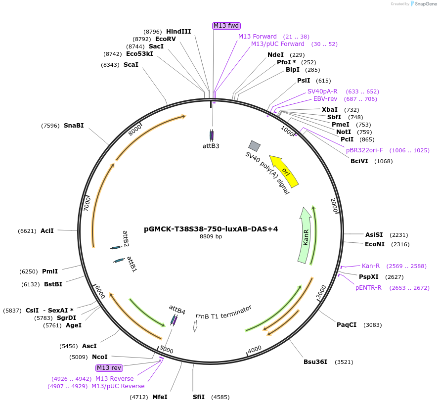 49518-plasmid-map-sequence-id-73896