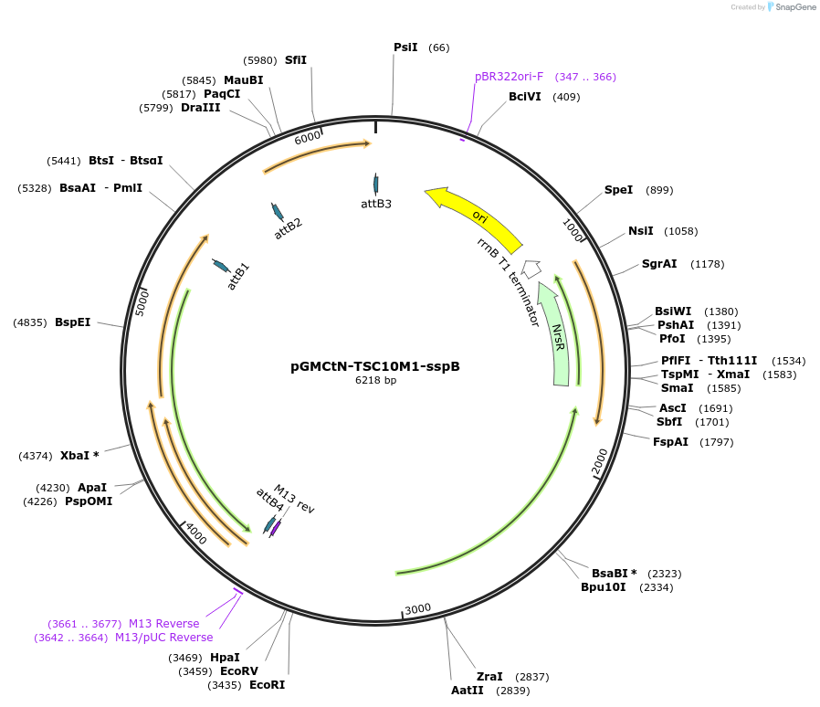 49521-plasmid-map-sequence-id-73901