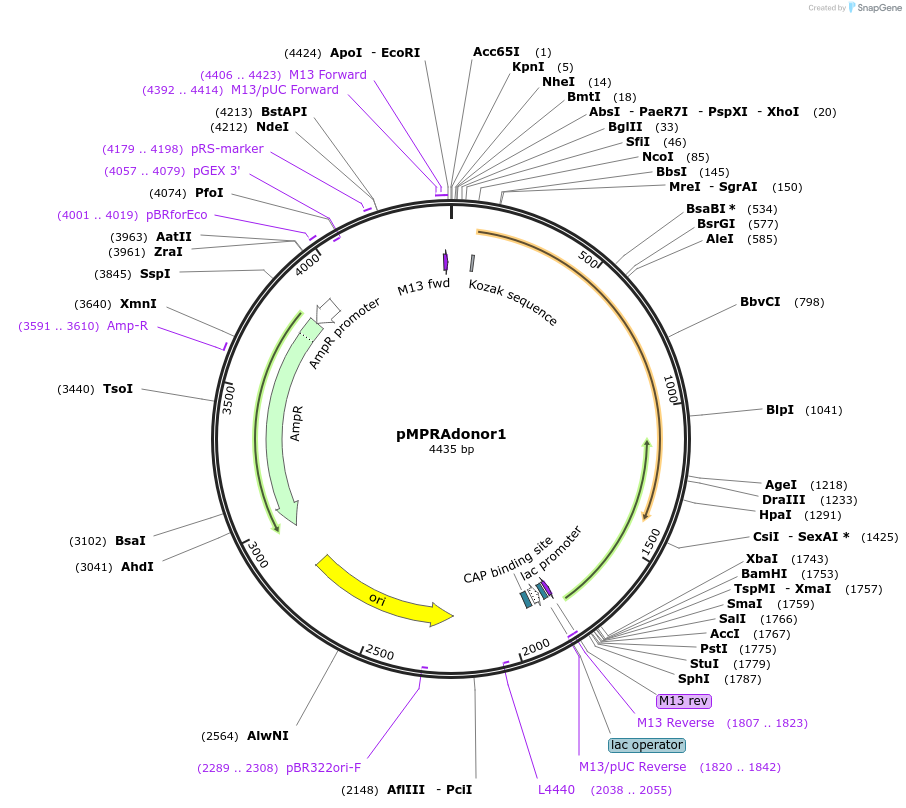 49352-plasmid-map-sequence-id-73907