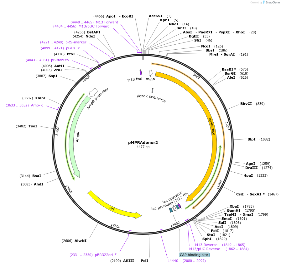 49353-plasmid-map-sequence-id-73909