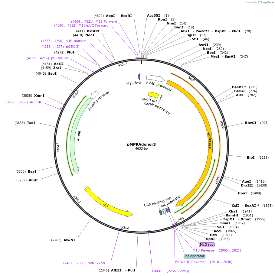 49354-plasmid-map-sequence-id-73910