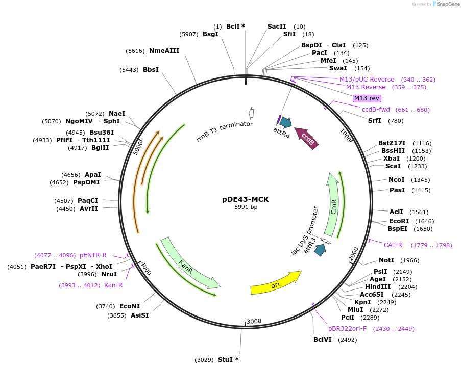 49523-plasmid-map-sequence-id-73915