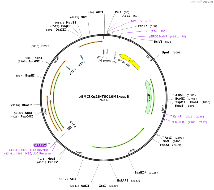 49526-plasmid-map-sequence-id-73918