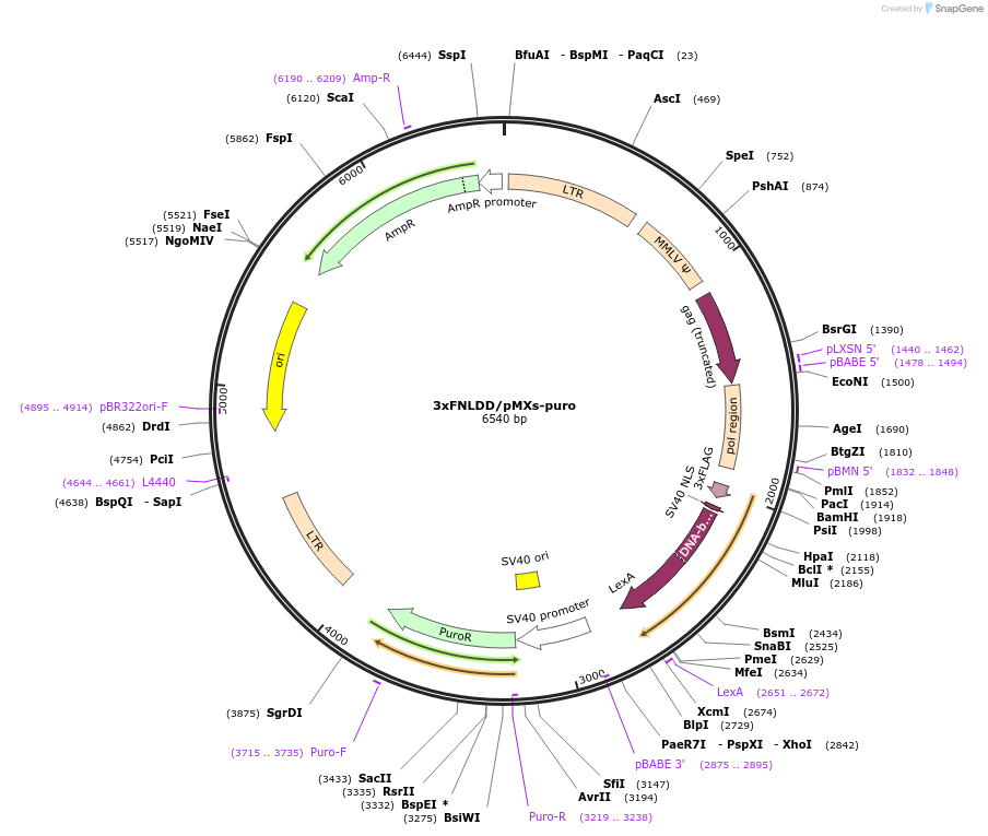 49536-plasmid-map-sequence-id-73925