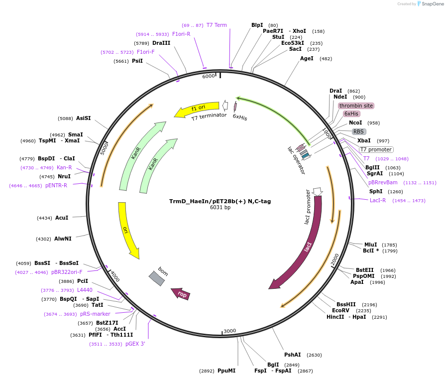 12665-plasmid-map-sequence-id-7393