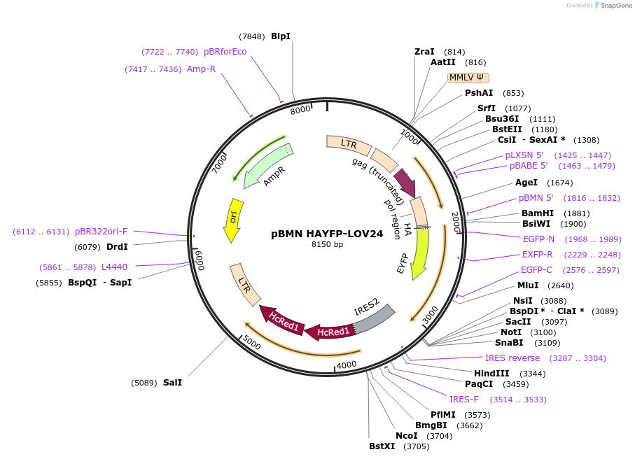 49570-plasmid-map-sequence-id-73947