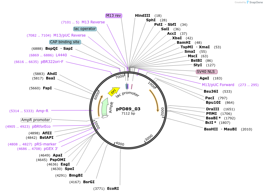 1463-plasmid-map-sequence-id-74