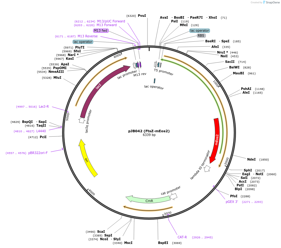 49764-plasmid-map-sequence-id-74219