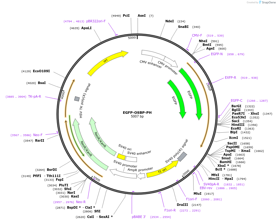 49571-plasmid-map-sequence-id-74230
