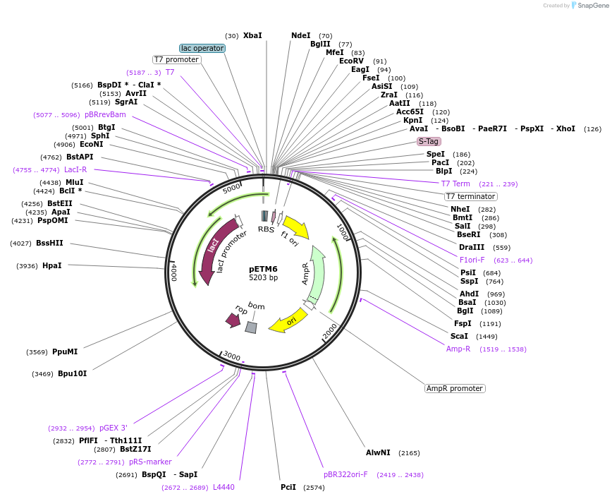 49795-plasmid-map-sequence-id-74282