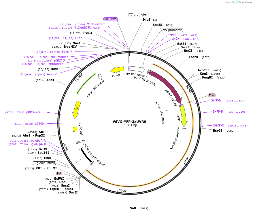 49801-plasmid-map-sequence-id-74287