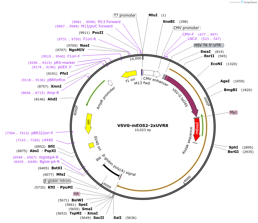 49803-plasmid-map-sequence-id-74288